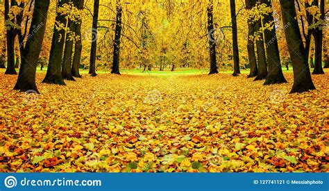 Fall Landscape Bright Fall Trees And Orange Fallen Leaves On The