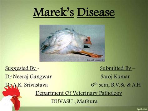 Mareks Disease