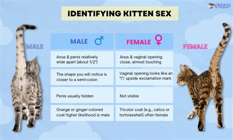 How To Determine The Gender Of A Kitten Easy Ways