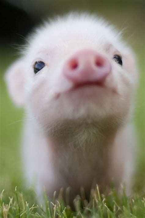 Little Pig Download Iphoneipod Touchandroid Wallpapers Backgrounds
