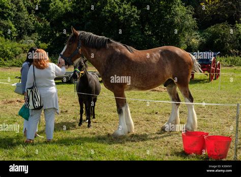 Heavy Horse At The Chertsey Agricultural Show Stock Photo Alamy