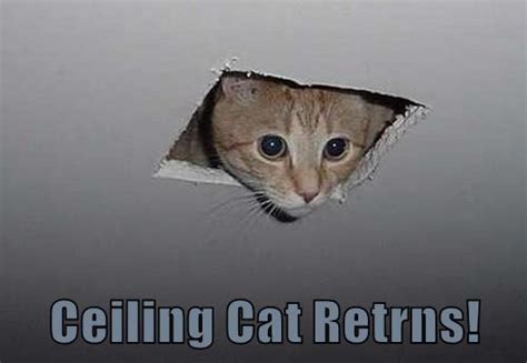 I made you a cookie but i eated it, ceiling cat is watching you masturbate, and i see what you did there are good examples of lolcats. Ceiling Cat Retrns! - Lolcats - lol | cat memes | funny ...