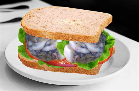 Ham Sandwich R Aww