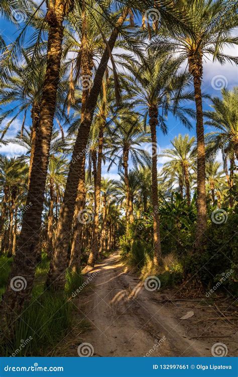 Palm Grove In Tunisia Stock Image Image Of Forest Environment 132997661