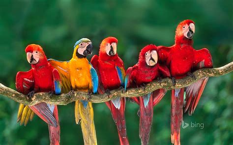 Macaw Parrot Birds Hd 4k 5k Hd Wallpaper Wallpaperbetter