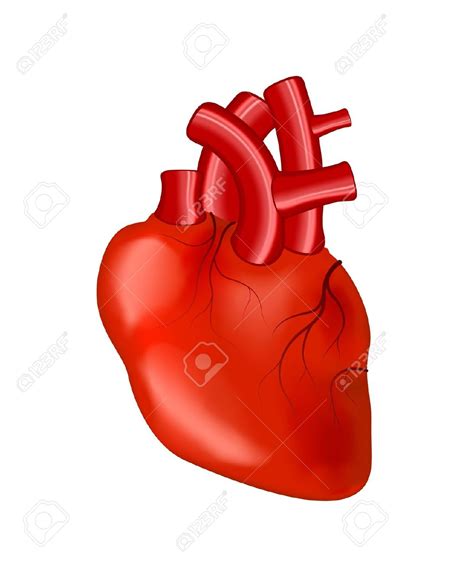 Best Real Heart Clipart 13465