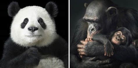 MORE THAN HUMAN Tim Flach Feel Desain Your Daily Dose Of Creativity