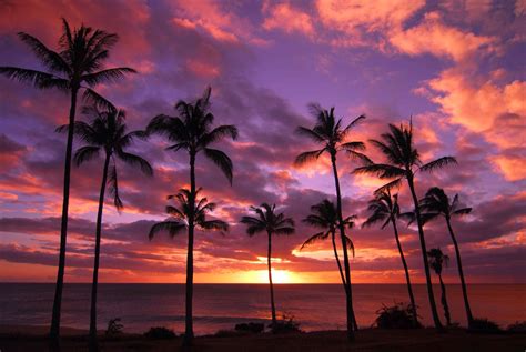 Palm Tree Sunset