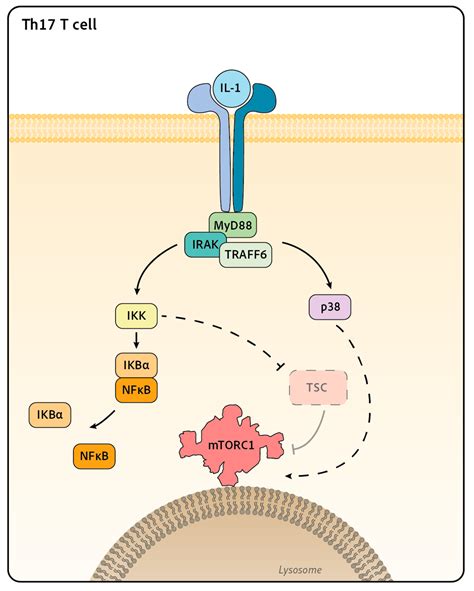 Ijms Free Full Text Signaling Pathways Leading To Mtor Activation