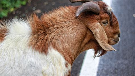 2560x1440 Goat Wool Animal 1440p Resolution Wallpaper Hd Nature 4k