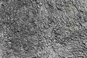 Tree Bark Texture Natural Background Stock Image Image