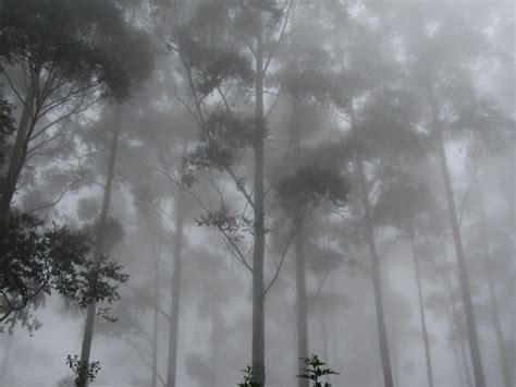 Trees In Mist Bhaskar Ghosh Flickr