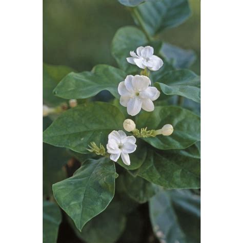 Monrovia 16 Gallon White Arabian Jasmine Flowering Shrub In Pot Lowes
