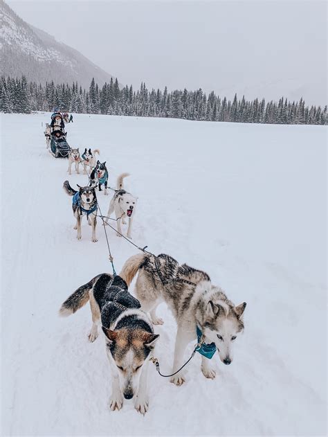 How To Book A Dog Sledding Tour In Banff Canada — Sugar And Stamps