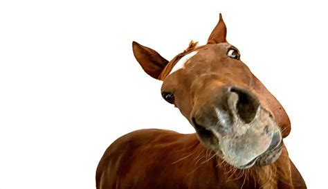 Questioning Horse Stock Photo Download Image Now Istock