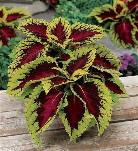 Tips For Growing Colorful Coleus Indoor Shade Plants Flower Seeds