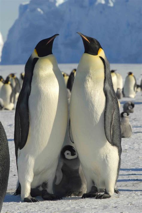 Emperor Penguins — Australian Antarctic Division