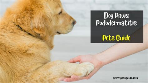 A Pet Guide To Pododermatitis In Dogs Paws Symptoms Treatment 2024