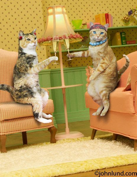 Two Cats Sit In A Living Room And Toast With Champaign Funny Cat