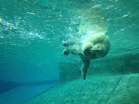 The Toronto Zoo Toronto Zoo Polar Bear Zoo