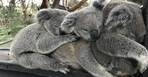 Bear Hug Adorable Koala Bears Snuggle Together To Keep Warm