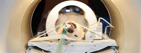 When Your Dog Needs An Mri What The Test Reveals — Cofund My Pet