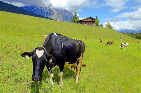 Cows On Green Alpine Pasture In Tyrol Taken At Village Of