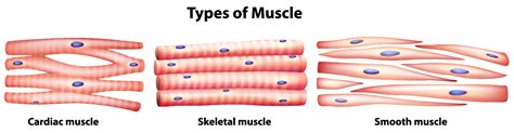 Muscle Tissue Anatomy Diagram