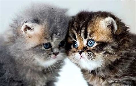 Cute Sisters Cute Kittens Sisters Cats Animals Hd Wallpaper Peakpx
