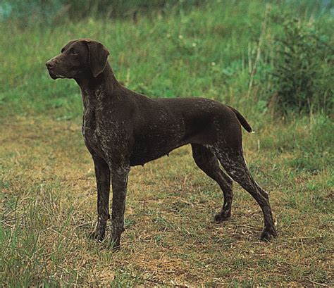 German Shorthaired Pointer Breed Of Dog Britannica
