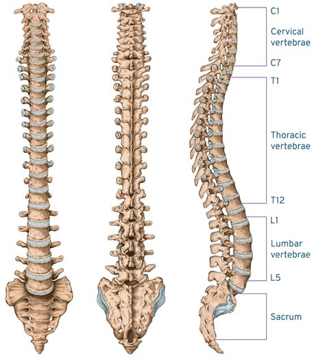 Spine Anatomy And Effects Of Spinal Degeneration Disease An Tâm