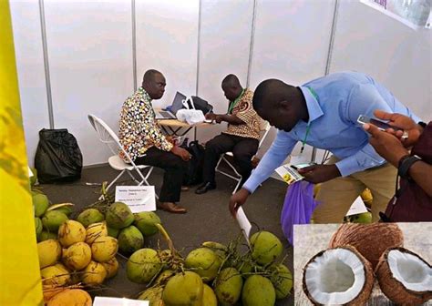 Ghanas Coconut Production To Increase By 2022