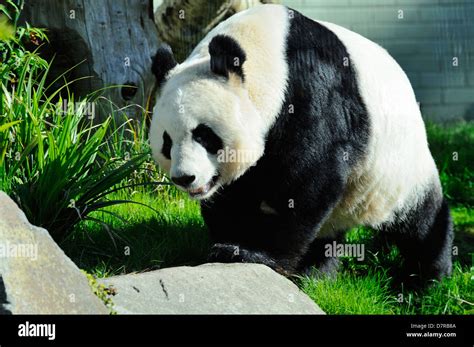 Female Giant Panda Tian Tian Or Sweetie In Edinburgh Zoo Scotland