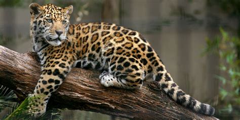 Países Latinoamericanos Se Comprometen A Conservar Al Jaguar
