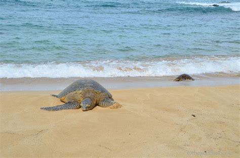 Surfers And Turtles Visiting North Shore Oahu The World Is A Book