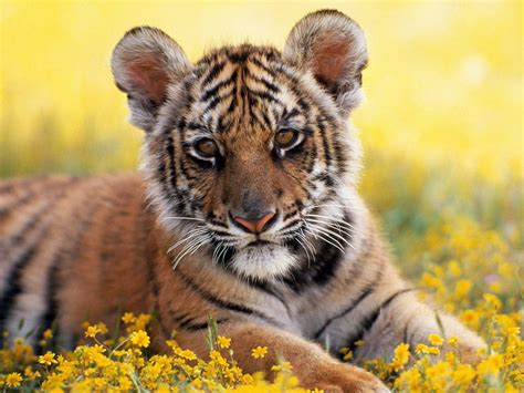 Cute Animals Baby Animals Pictures Pet Tiger Cute Tiger Cubs