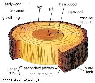 Structure And Properties Of Wood Britannica