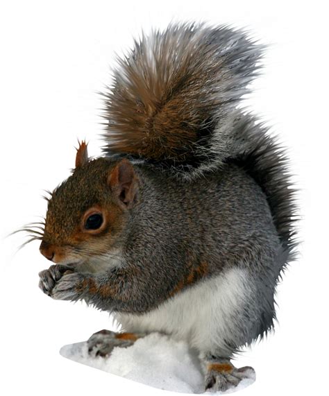 Squirrel Png Transparent Image Download Size 900x1086px