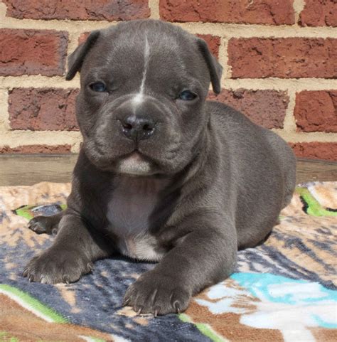 List 104 Pictures Pictures Of Baby Pitbulls Excellent