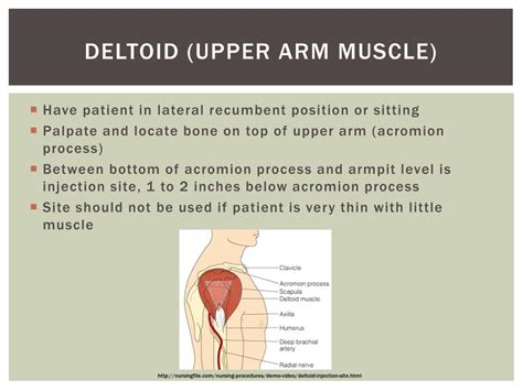 🌱 Deltoid Muscle Injection Technique Intramuscular Injection Locations And Administration