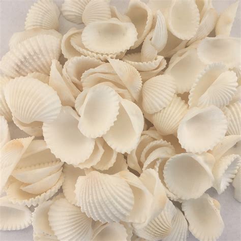Cardium Clam Shells Clam Shell Seashells Shells Craft Etsy