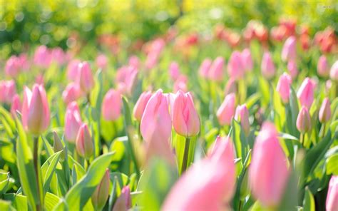 Pink Tulips Wallpapers Modile Wallpaper Cave