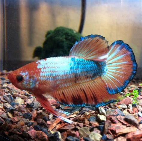 Most beautiful & expensive betta fish care | common. One of the most expensive but favorite betta fish I have ...