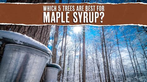 5 Trees That Produce Maple Syrup And How To Tap Them Tree Journey