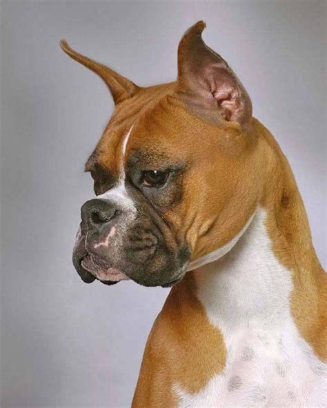 The symbols of this dog breed are, however, the bat ears. we have grouped these names into two categories in order to make it easier for you to find a great name for a french bulldog male or female. Boxer Dog Names: Popular Male & Female Boxer Names | Boxer ...