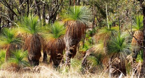 Grass Trees Also Known As Black Boys In The Austra Stock Photo Image