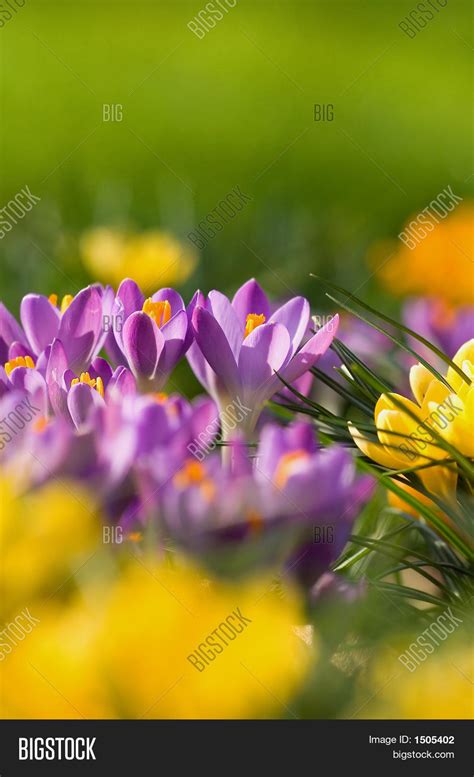 Crocus Colors Image And Photo Free Trial Bigstock