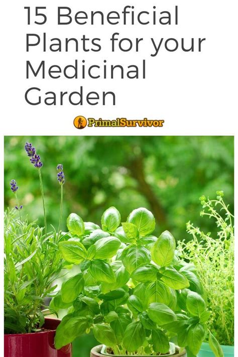 54 Square Foot Medicinal Garden Plan Garden Planning Survival