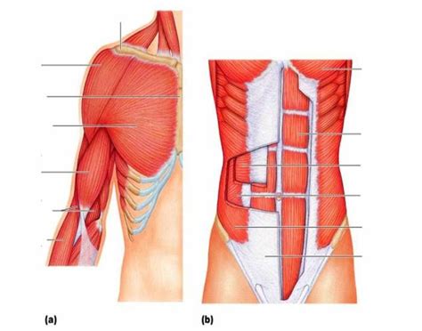 Unlabeled Anterior Trunk Muscles Trunks Muscle Outdoor Decor
