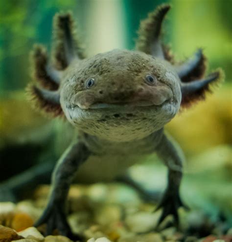 最も選択された axolotl history 212363 Why are axolotl illegal Bestpixtajppaaq